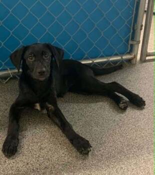 Xray -  Labrador Retriever and Mixed Breed Dog for Adoption in Elmira, New York - Xray | PetCurious