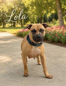 Lola -  American Bulldog Dog for Adoption in Lucas, Texas - Lola | PetCurious