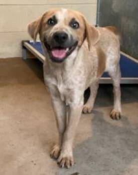 Barbie -  Mixed Breed Dog for Adoption in West Chester, Pennsylvania - Barbie | PetCurious