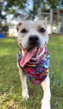 Rhegan -  Mixed Breed Dog for Adoption in Winnsboro, South Carolina - Rhegan | PetCurious