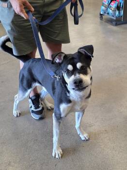 Rescue Husky and Mixed Breed Dogs for Adoption in Las Vegas, Nevada - ROCK - MAX | PetCurious