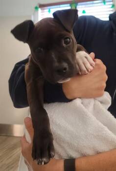 Mixed Breed Dogs Available for Adoption - EARBUD | PetCurious