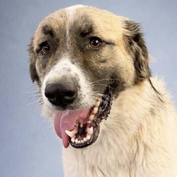Grover (20260802-03) -  Anatolian Shepherd Dog for Adoption in Niagara Falls, Ontario - Grover (20260802-03) | PetCurious