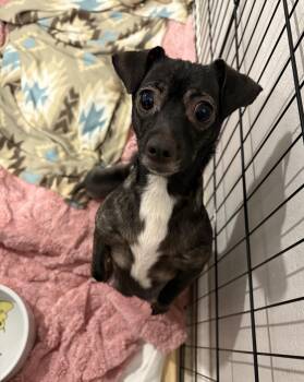 Chihuahua Dogs Available for Adoption - Ballerina | PetCurious