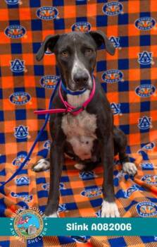 Rescue Labrador Retriever and Mixed Breed Dogs for Adoption in Mobile, Alabama - SLINK | PetCurious