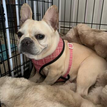 Rescue French Bulldog Dogs for Adoption in Danville, Vermont - Sadie | PetCurious