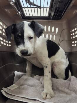 Dodger -  Terrier and Mixed Breed Dog for Adoption in Honolulu, Hawaii - Dodger | PetCurious