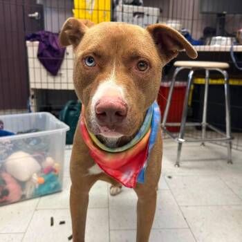 Hoshi -  Mixed Breed Dog for Adoption in San Francisco, California - Hoshi | PetCurious