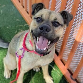 BUCK -  German Shepherd Dog and Mixed Breed Dog for Adoption in Las Vegas, Nevada - BUCK | PetCurious