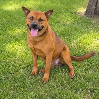 Cracker Jack -  Australian Cattle Dog Blue Heeler and Mixed Breed Dog for Adoption in Houston, Texas - Cracker Jack | PetCurious