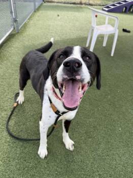 Rising Star -  Border Collie Dog for Adoption in Cleveland, Ohio - Rising Star | PetCurious