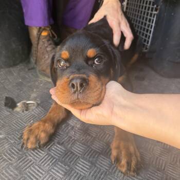 Guadalupe -  Rottweiler Dog for Adoption in Northbrook, Illinois - Guadalupe | PetCurious