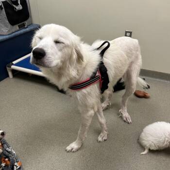 Olivia -  Great Pyrenees Dog for Adoption in Lynchburg, Virginia - Olivia | PetCurious