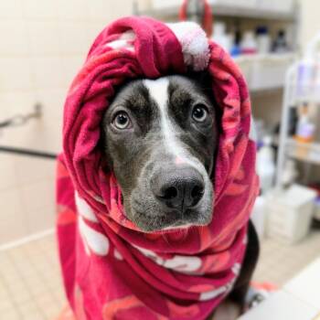 Minnie Winnie -  Pit Bull Terrier Dog for Adoption in Oakland, California - Minnie Winnie | PetCurious