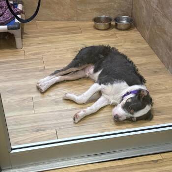 Mixed Breed Dogs Available for Adoption - Medvedev | PetCurious