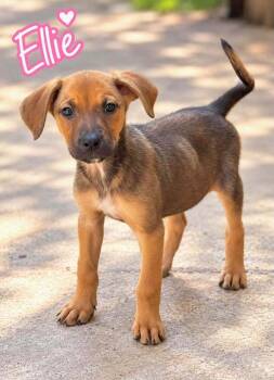 Ellie -  Labrador Retriever and Terrier Dog for Adoption in Saugus, Massachusetts - Ellie | PetCurious