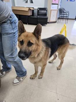 ABRAHAM -  German Shepherd Dog Dog Available for Adoption in Killeen, Texas - ABRAHAM | PetCurious