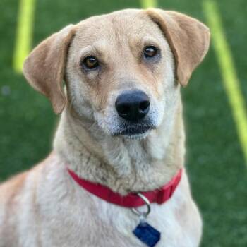 Mandie -  Golden Retriever and Labrador Retriever Dog for Adoption in San Diego, California - Mandie | PetCurious