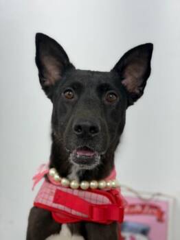 Sabrina-One of our Amazing Rescue Dogs -  Flat Coated Retriever and Australian Kelpie Dog for Adoption in Carlsbad, California - Sabrina-One Of Our Amazing Rescue Dogs | PetCurious