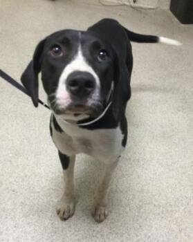 PRISCILLA -  Plott Hound and Mixed Breed Dog for Adoption in Riverside, California - PRISCILLA | PetCurious