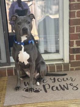 Ziggy -  Pit Bull Terrier Dog for Adoption in Youngsville, North Carolina - Ziggy | PetCurious