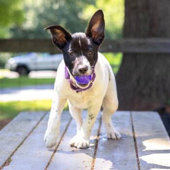 Sneezy -  Terrier and Mixed Breed Dog for Adoption - Sneezy | PetCurious
