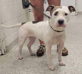 Tutti Frutti -  Pit Bull Terrier and Mixed Breed Dog for Adoption in Kansas City, Missouri - Tutti Frutti | PetCurious