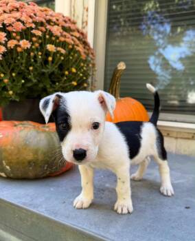 Rescue Terrier Dogs for Adoption in Johnston, Iowa - Ivan | PetCurious