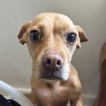 Wanda -  Chihuahua and Terrier Dog for Adoption in Sonoma, California - Wanda | PetCurious