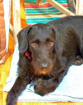 Ebony -  Terrier Dog for Adoption in Colorado Springs, Colorado - Ebony | PetCurious