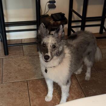 Callie -  Shetland Sheepdog Sheltie Dog for Adoption in Melbourne, Florida - Callie | PetCurious