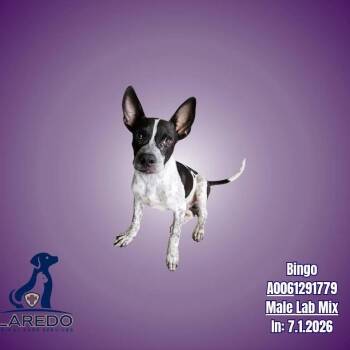 Bingo -  Labrador Retriever and Terrier Dog for Adoption in Wadena, Minnesota - Bingo | PetCurious