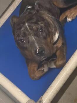 Pit Bull Terrier Dogs Available for Adoption in Stockton, California - ROO | PetCurious