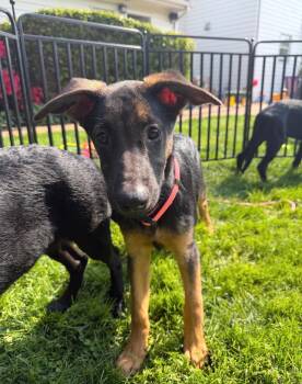 German Shepherd Dog Dogs Available for Adoption - Pink - Female | PetCurious