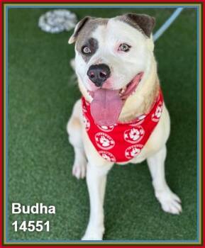 BUDHA -  Pit Bull Terrier and Bulldog Dog for Adoption in Marietta, Georgia - BUDHA | PetCurious