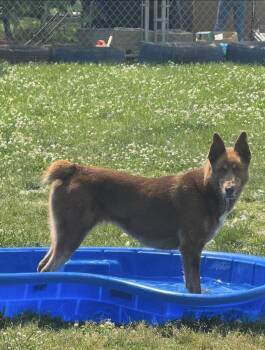 Salem -  Shepherd Dog for Adoption in Tullahoma, Tennessee - Salem | PetCurious