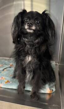 Rescue Chihuahua Dogs for Adoption in Fort Lauderdale, Florida - JAX | PetCurious