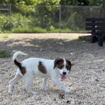 George Jr -  Mixed Breed Dog for Adoption in Ridgely, Maryland - George Jr | PetCurious
