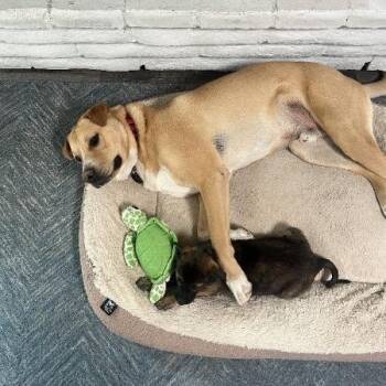 Pollyanna -  Shepherd and Mixed Breed Dog for Adoption in Flagstaff, Arizona - Pollyanna | PetCurious