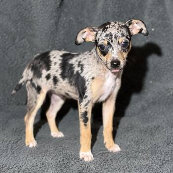 Roxy -  Chihuahua and Mixed Breed Dog for Adoption in Pelham, New Hampshire - Roxy | PetCurious