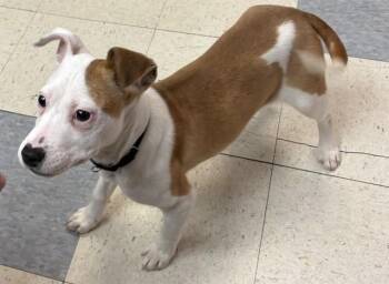 Australian Cattle Dog Blue Heeler and Mixed Breed Dogs Available for Adoption - LONDYN | PetCurious