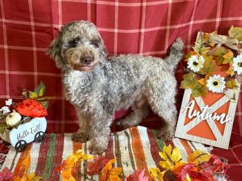 Rescue Miniature Poodle Dogs for Adoption in Peebles, Ohio - Wally | PetCurious