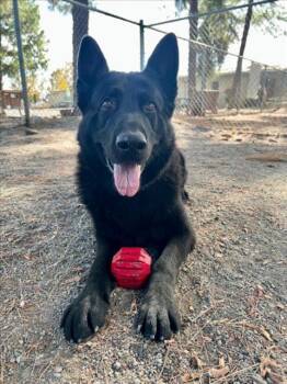 Rescue German Shepherd Dog Dogs for Adoption in Woodland, California - OTTO | PetCurious