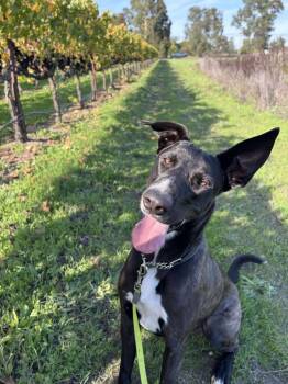 Rescue Great Dane and German Shepherd Dog Dogs for Adoption in Carson City, Nevada - Duckie | PetCurious