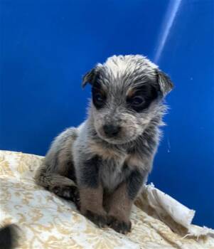 BATMAN -  Mixed Breed Dog for Adoption in Dallas, Texas - BATMAN | PetCurious