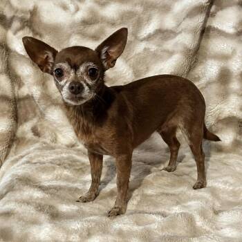 Brownie -  Chihuahua and Mixed Breed Dog for Adoption in Pelham, New Hampshire - Brownie | PetCurious