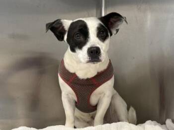 Casio -  Mixed Breed Dog for Adoption in Georgetown, Texas - Casio | PetCurious