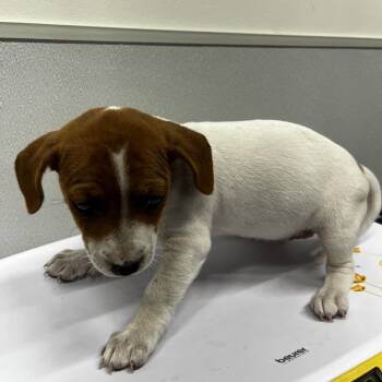 Jack Russell Terrier Dogs Available for Adoption in Tampa, Florida - Rylee | PetCurious