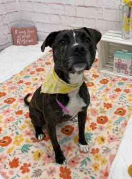 Mixed Breed Dogs Available for Adoption in Detroit, Michigan - Blazing Star | PetCurious