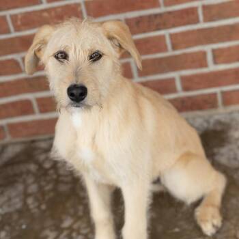 Mixed Breed Dogs Available for Adoption - Thyla | PetCurious